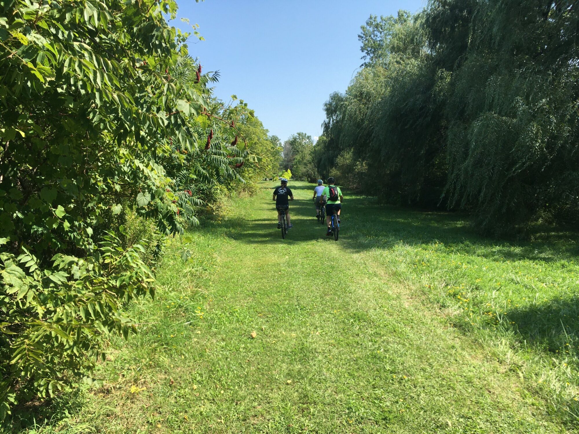 Three bike riders on grass and tree-line path.